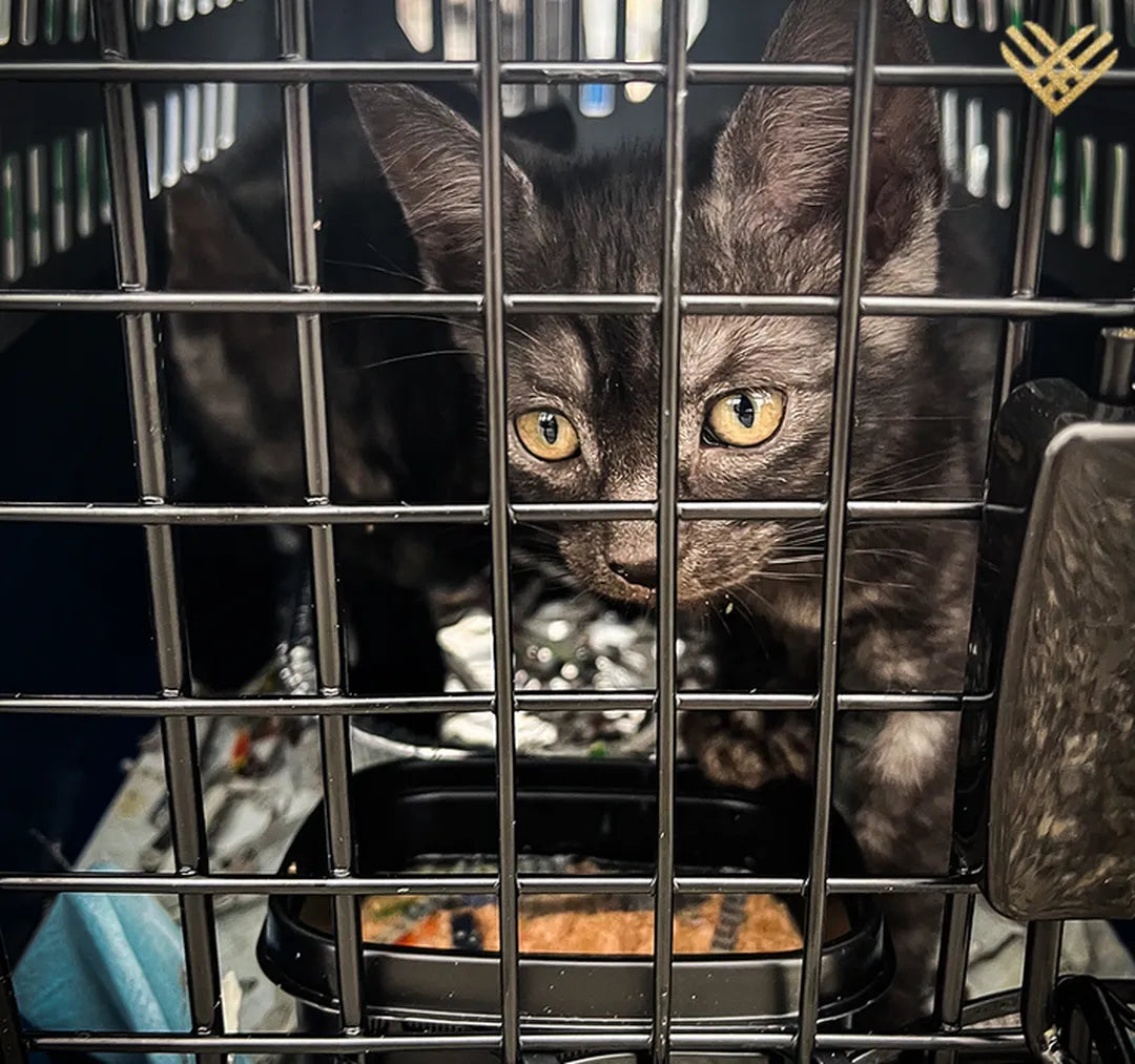 Help Pets Rescue flight