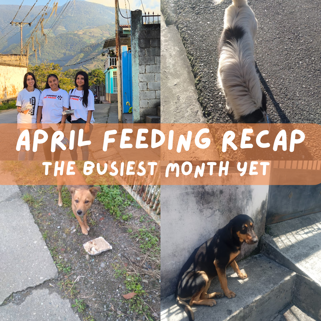 April Feeding Recap: The Busiest Month Yet — and We Showed Up for Every Dog