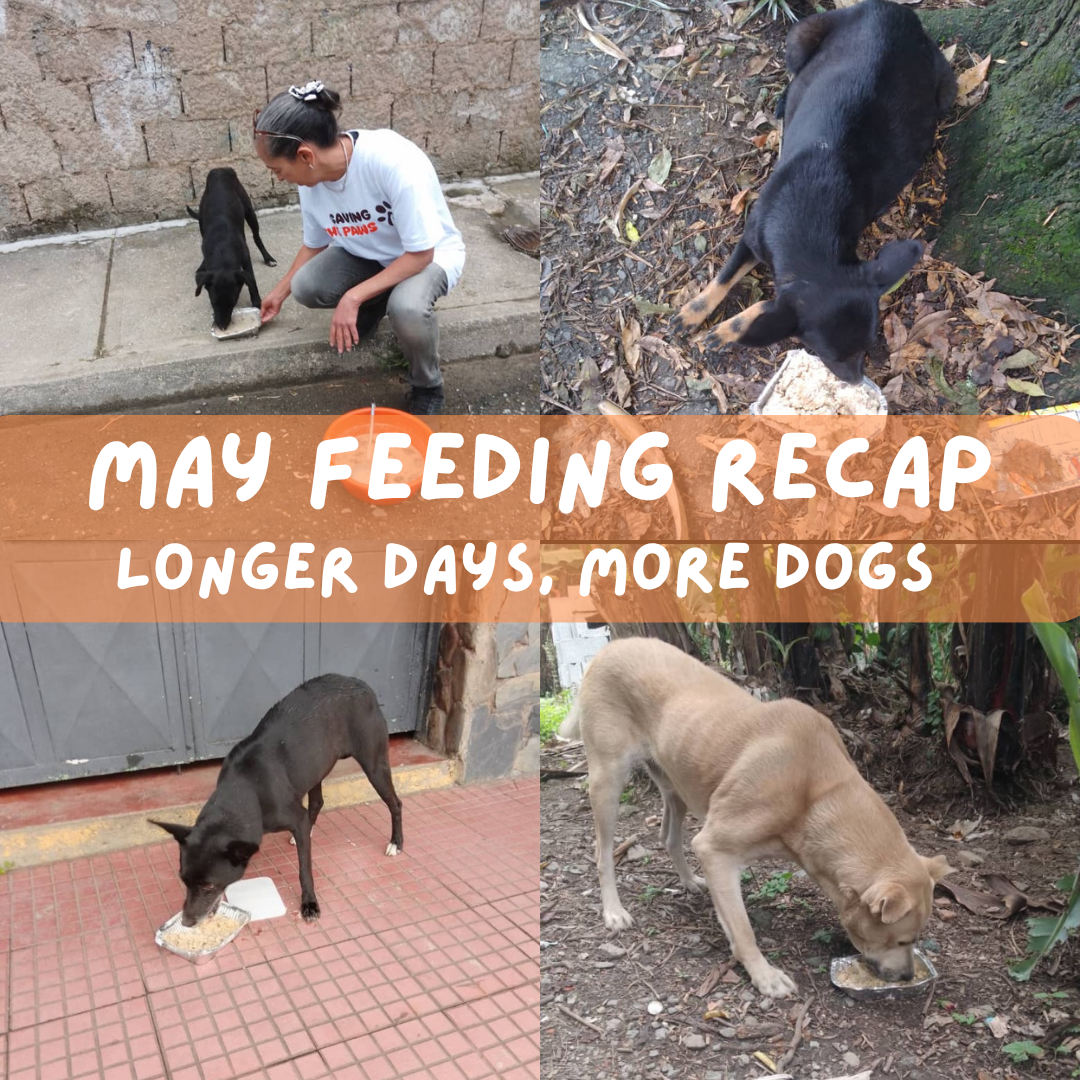 May Feeding Recap: Longer Days, More Dogs, and a Community That Keeps Showing Up