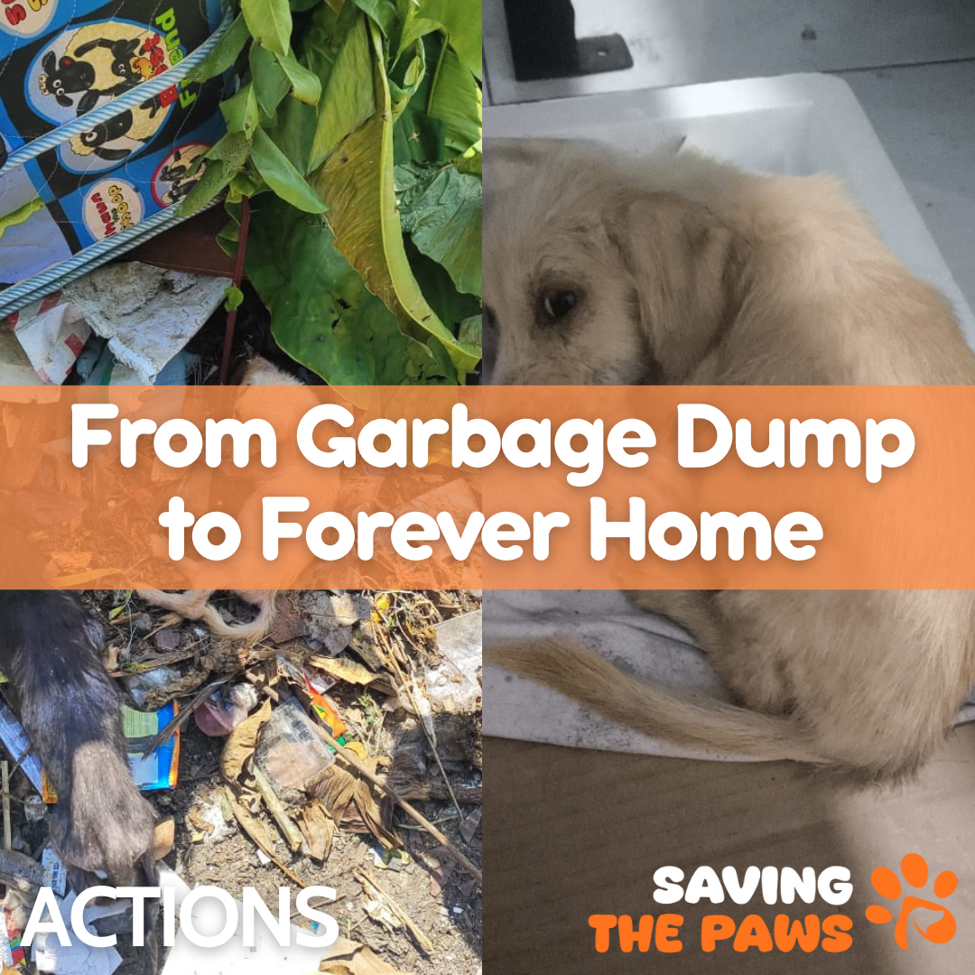 Succes Story : From Garbage Dump to Forever Home