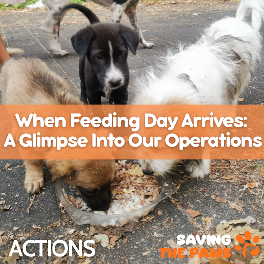 When Feeding Day Arrives: A Glimpse Into Our Operations