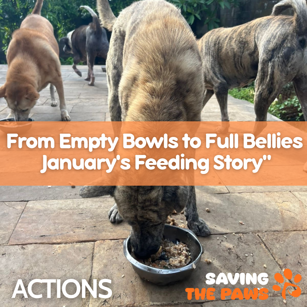 From Empty Bowls to Full Bellies: January's Feeding Story