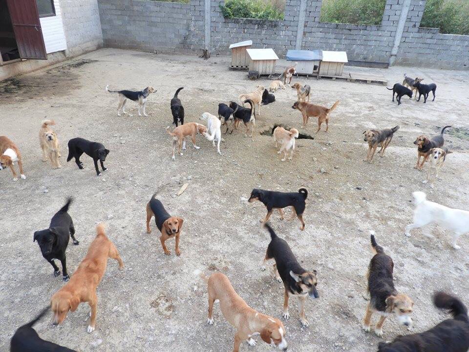 Feeding Day at Hope Haven Animal Shelter