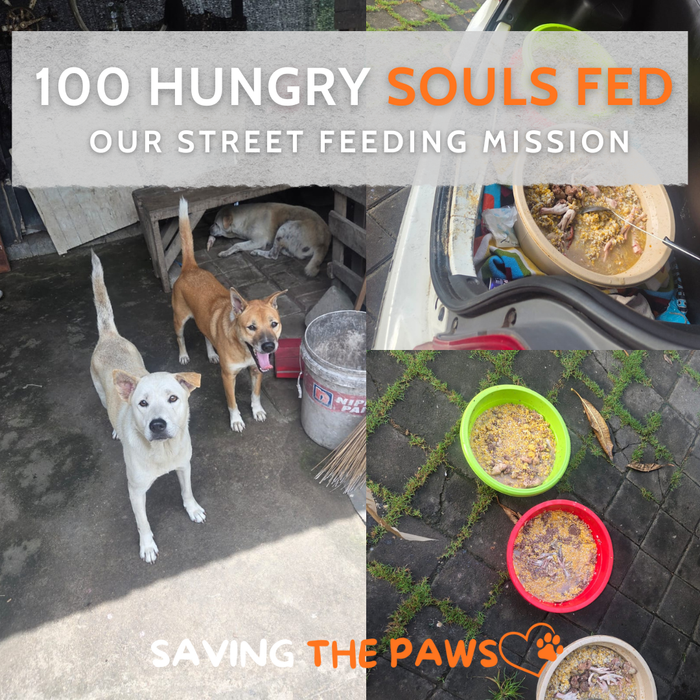 100 Hungry Souls Fed: Our Street Feeding Mission