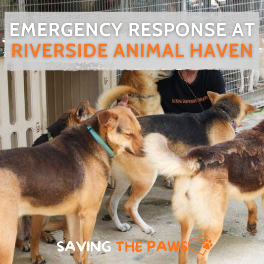 Emergency Response at Riverside Animal Haven