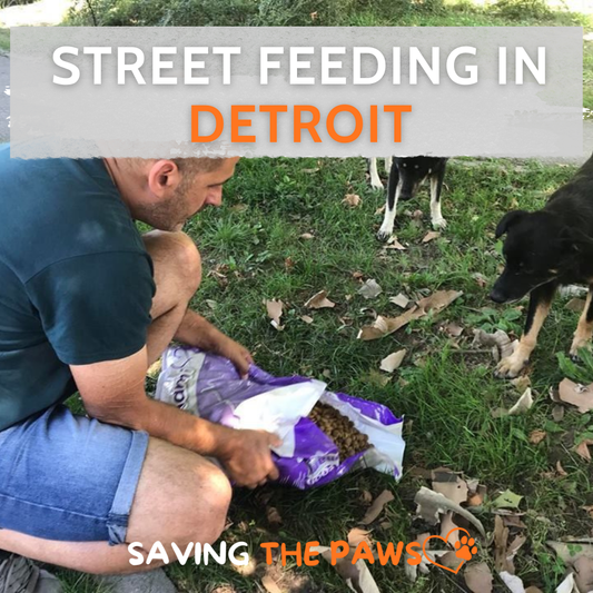Street Feeding in Detroit