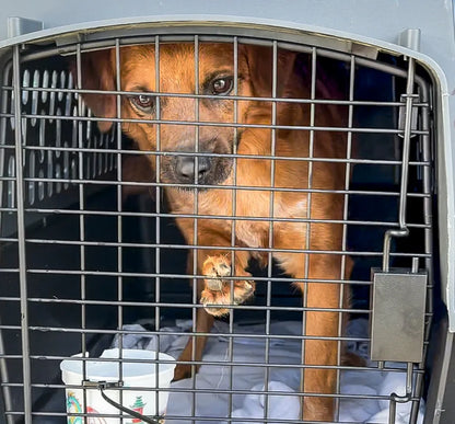 Help Pets Rescue flight