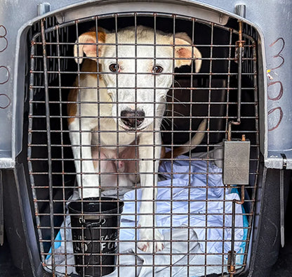Help Pets Rescue flight