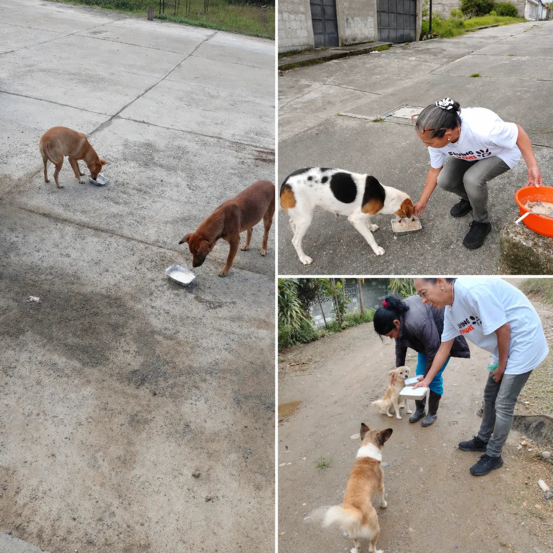 Dogs being helped through bracelet purchases