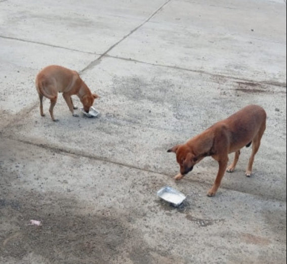 Dogs being helped through bracelet purchases
