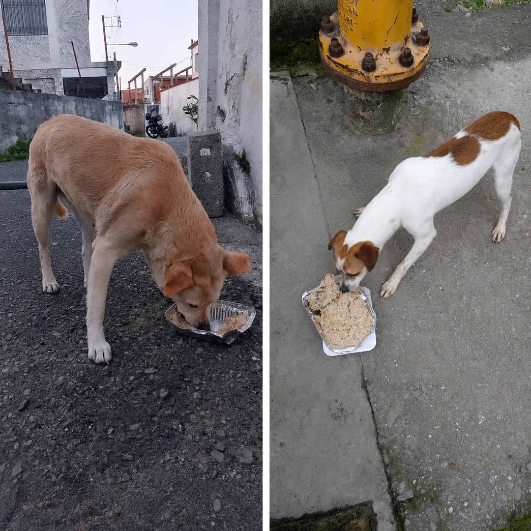 Rescue dogs eating from a food bowl