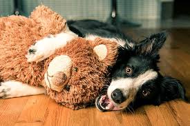 Buy toys for the dogs